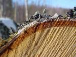 Holzverarbeitung in Russland